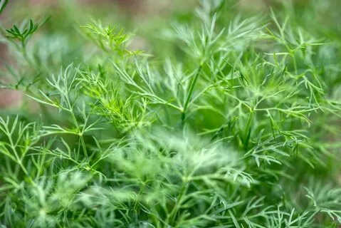تصویر 2 از فروش بی واسطه سبزی شوید خشک صادراتی + قیمت خرید